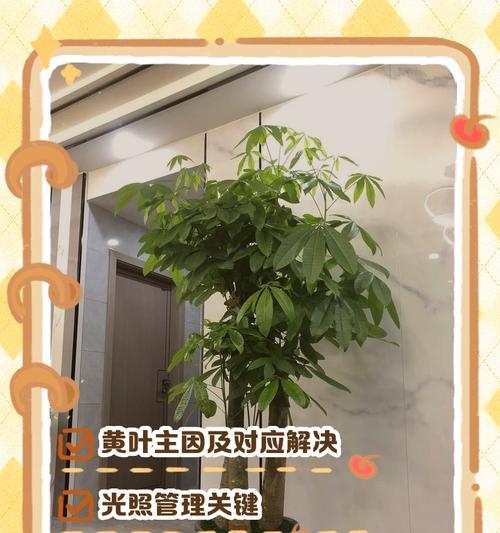 如何防治发财树叶子冻伤发黄（发财树叶子冻伤的原因及有效的恢复方法）