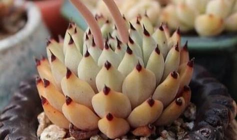 多肉植物液化了怎么办？（教你应对多肉植物液化问题的有效方法）
