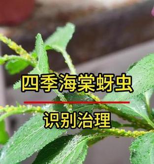 花卉长蚜虫防治方法（打造绿色花园，有效防治花卉长蚜虫）