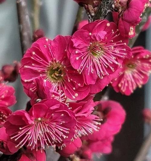 寒冬里的花香世界（如何选择适合在冬天屋里养的花？冬天屋里养花）