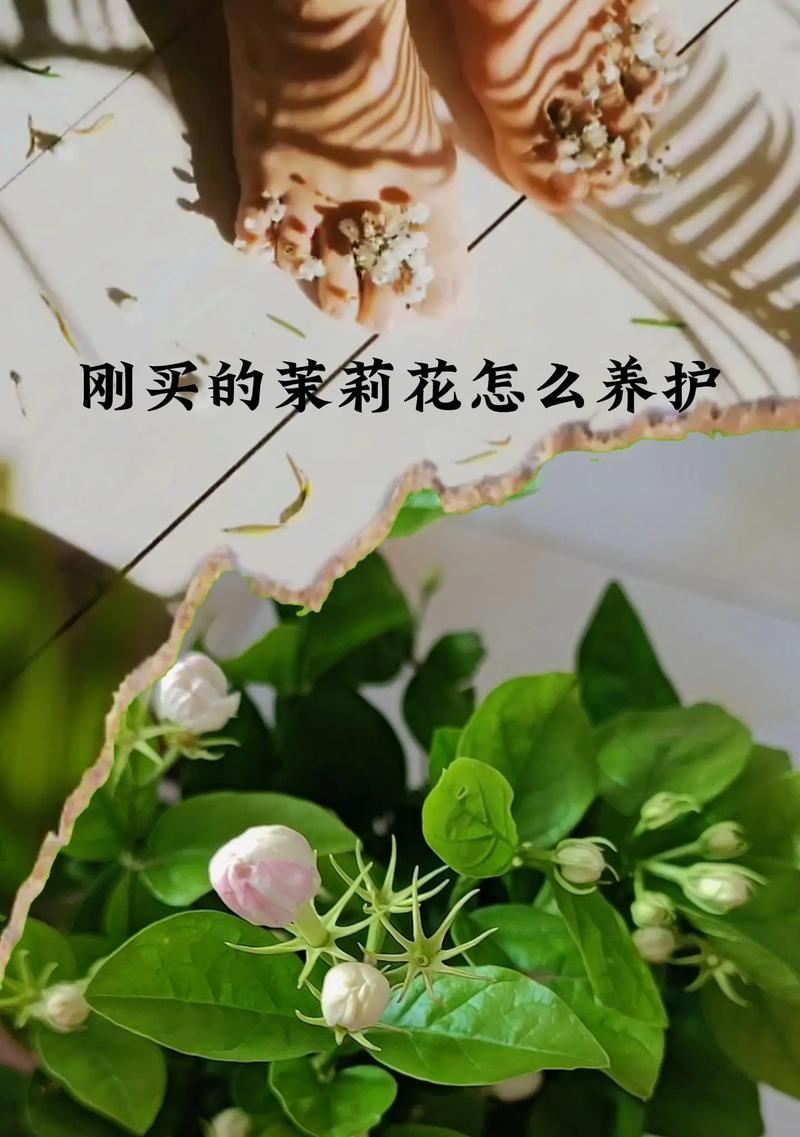 冬季如何养护茉莉花（保暖是关键，温暖你的茉莉花）