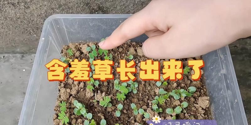 含羞草是否能耐阳光直射？（探讨含羞草的耐阳性与晒太阳的适宜时间）