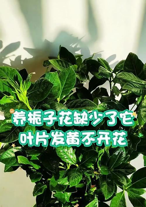 栀子花不开花的原因与解决方法（探究栀子花不开花的根本原因，以及正确的修剪方法）