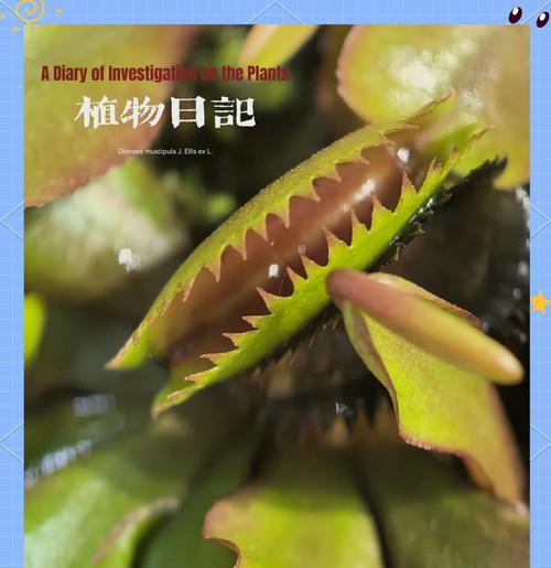 如何解决捕蝇草根长虫子的问题（快速有效的方法来清除捕蝇草根上的害虫）