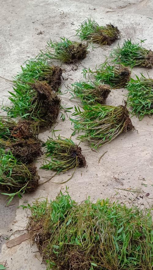 了解黄精和黄姜，探索这两种神奇植物的药用价值（从起源到药用，深入探究黄精和黄姜的特点和功效）