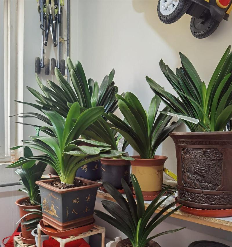 大型君子兰的培植技巧（从选择品种到日常管理，助你成功培育大型君子兰）