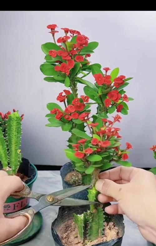 如何解决月季长得好却不开花问题（培育月季开花的关键技巧和注意事项）
