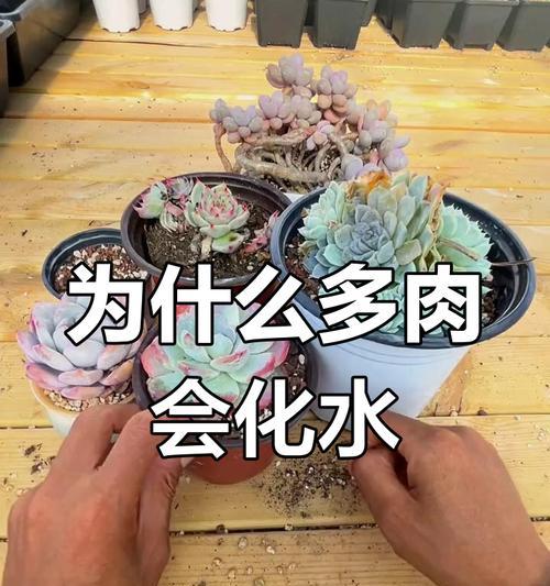 夏天多肉植物管理全攻略（打造多肉植物绿意盎然的夏季护理技巧）