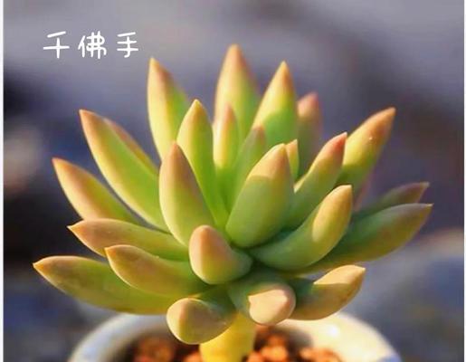 以千佛手的浇水技巧（打造健康繁茂的千佛手，享受盛开美丽的花朵）