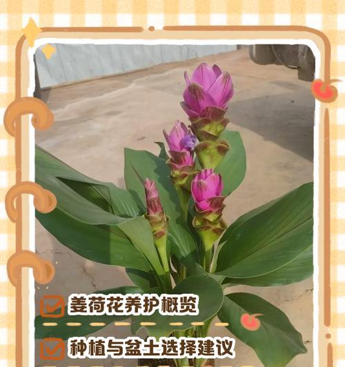 姜荷花球种植指南（培育姜荷花球的步骤及注意事项）