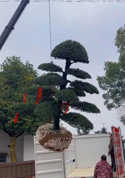 在家中种罗汉松树，你必须知道的15个关键点（如何成功地种植罗汉松树，让你的家园充满生机）
