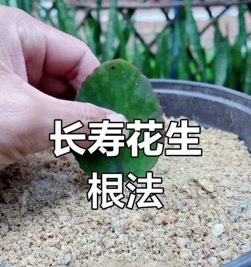 如何让长寿花叶插快速生根？（叶插多久发芽，如何管理才能快速生根，学会这些方法轻松搞定）