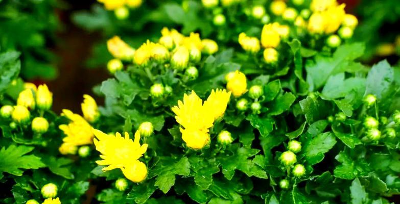 菊花的养殖技巧与注意事项（菊花在秋冬季如何做好养护？）
