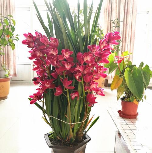 兰花草开花时间（全年兰花草开花期）
