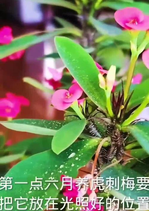 冬季虎刺梅养护秘籍（打造花开满园的寒冬美景）