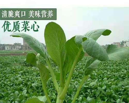 万年青的救活指南（如何拯救患有万年青蔫病的植物）