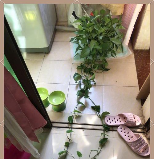 绿萝怎样粘在墙上（使用）