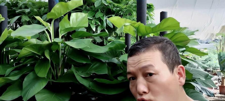 绿萝叶子掉光了怎么办？（教你恢复绿萝叶子的生机）