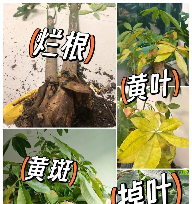 烂根发财树的救治方法（如何修复烂根发财树的生机？）