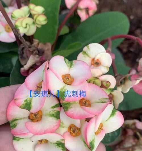 刺梅的养殖方法和注意事项（刺梅如何养殖？快来学习吧！）