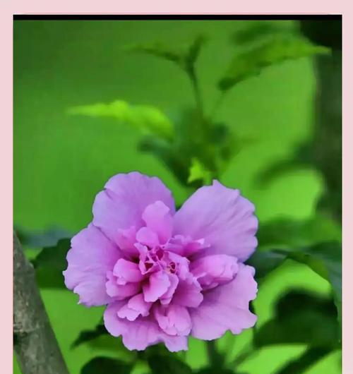 解读木槿花的花语（深入探究木槿花背后的寓意与象征）