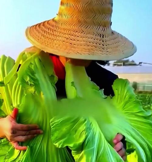 芥菜耐寒温度分析（探讨芥菜在不同温度下的生长状况）
