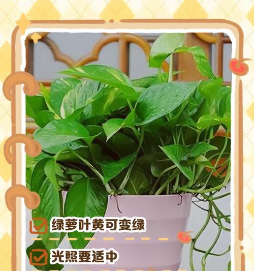 绿萝叶子尖黄的原因及处理方法（如何预防和治疗绿萝叶子尖黄的问题）