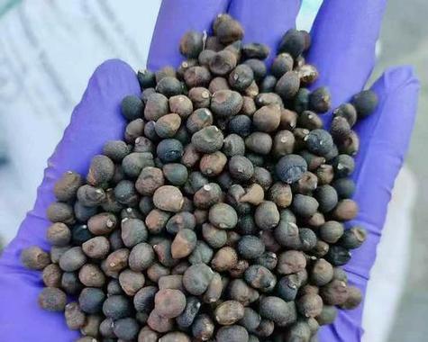 从木棉种子到繁花绽放的奇迹（种植木棉种子，见证大自然的神奇力量）