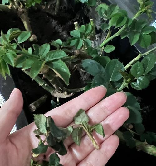 探究以花尖高的治疗方法（拯救脆弱花尖，保护植物健康）