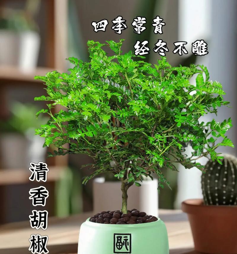 清香木黄的保存方法及使用技巧（如何正确保存和合理使用清香木黄）