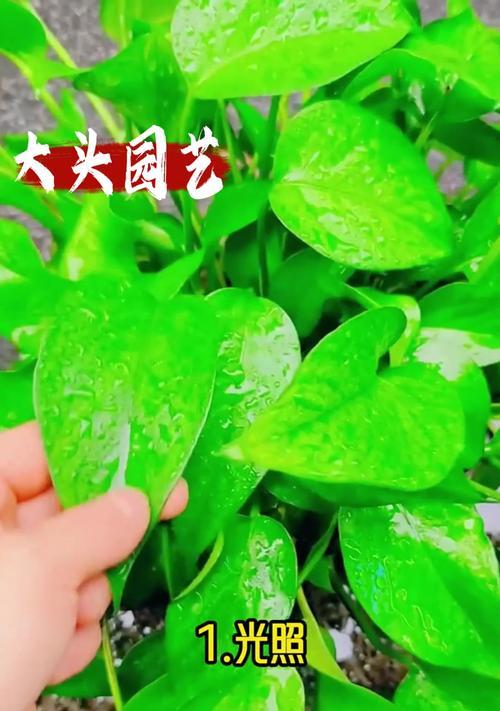 冬季绿萝的养护秘籍（室内养殖，让绿萝在寒冷冬季绽放生机）