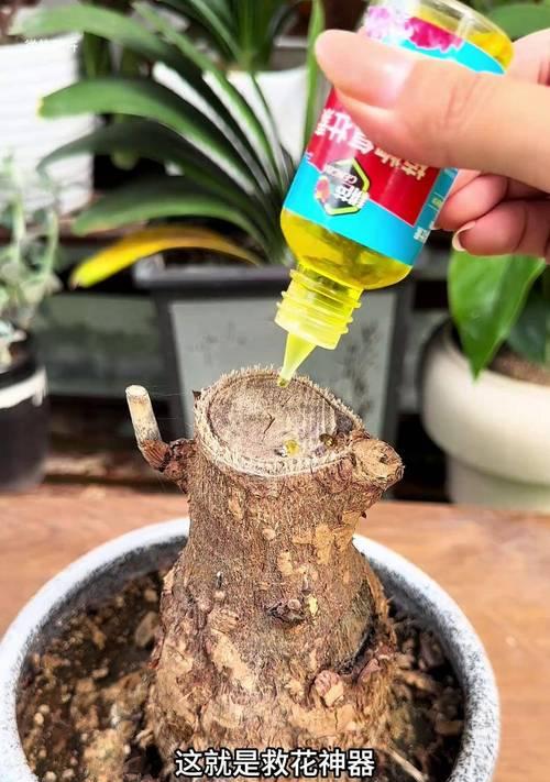 酱油水可以给发财树浇水吗？（探秘酱油水对发财树的影响，）