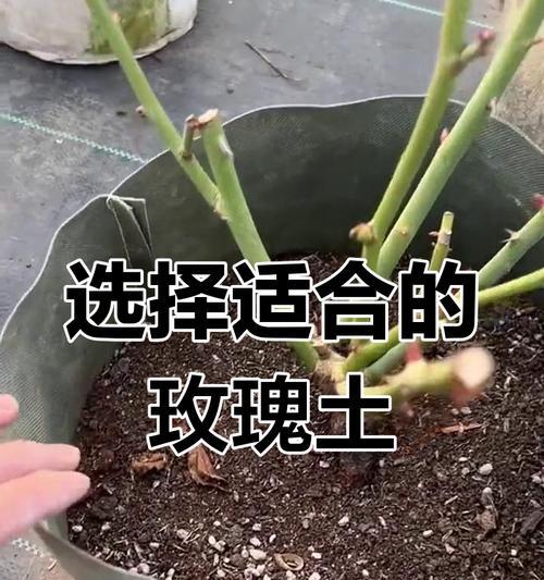 玫瑰无根种植的技巧（无根玫瑰的繁衍与护理）