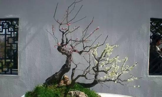 如何处理梅花主干过高的问题（解决梅花主干过高问题的实用方法与技巧）