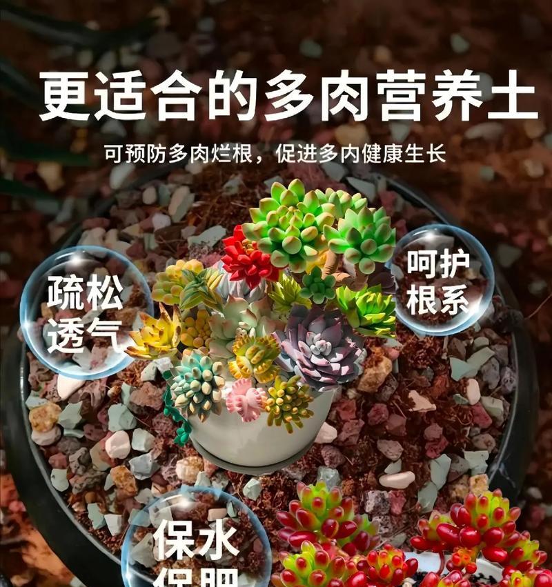 多肉植物的土壤种植（多肉适合什么土壤？如何种植？）