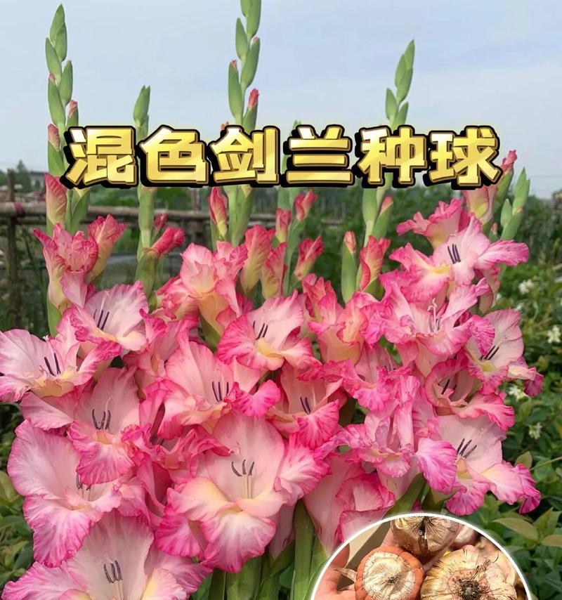 剑兰开花后的科学管理方法（探索剑兰开花后的养护技巧，让花朵更加绚丽绽放）