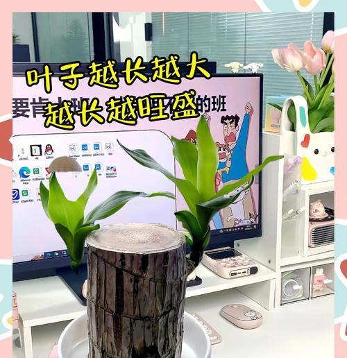如何解决巴西木不长叶子的问题（关注巴西木养护技巧，让它重新茁壮生长）