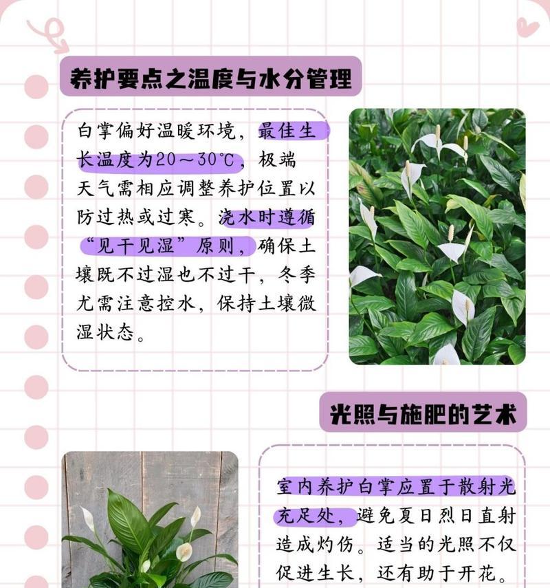 白掌开花后的修剪技巧（打造美丽白掌，从剪枝开始）