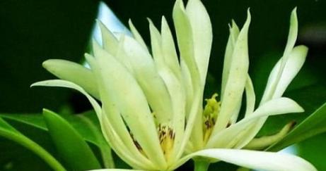 如何处理叶垂的百兰花？（让您的百兰花重展风采）