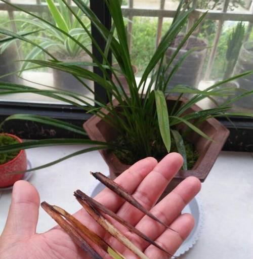 兰草根部腐烂的原因与处理方法（探究兰草根部腐烂的成因及预防措施）