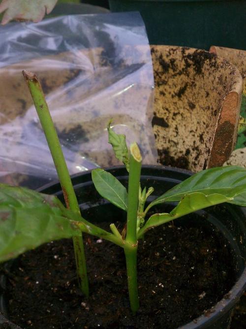 夏堇种子的收集方法与技巧（探秘夏堇种子收集的窍门和注意事项）
