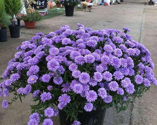 美人菊花的花期与管理（从开花到凋谢，了解美人菊的花期和维护方法）