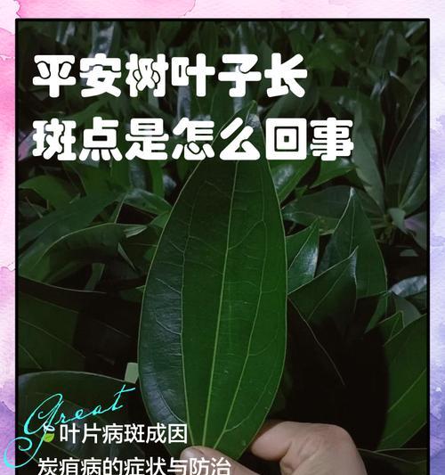 平安树叶子卷住下垂的处理方法（保护平安树健康生长的小窍门）
