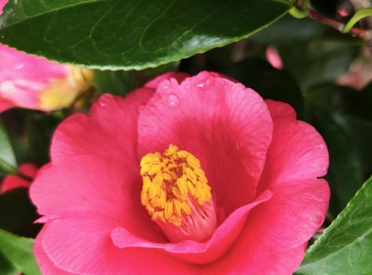 冬季养护茶花，让其快速生长茁壮（茶花冬天养护方法，让它迅速开花绽放）