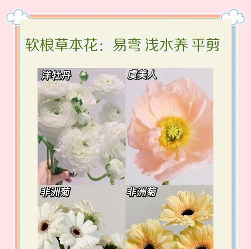 插水养牡丹的技巧与方法（教你以水插的方式养殖牡丹，快速开出美丽花朵）