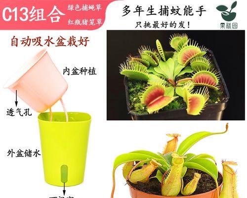 红瓶猪笼草养护指南（打造健康的红瓶猪笼草生态环境）