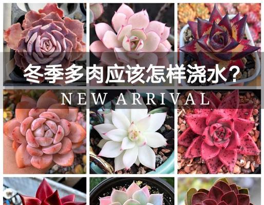 打造舒适多肉生长环境的暖棚之道（实用技巧与经验分享，助您的多肉植物茁壮成长）