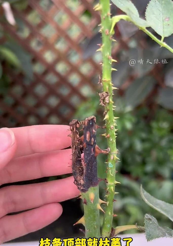 如何修剪枯萎的花？（有效方法让花重新焕发生机）