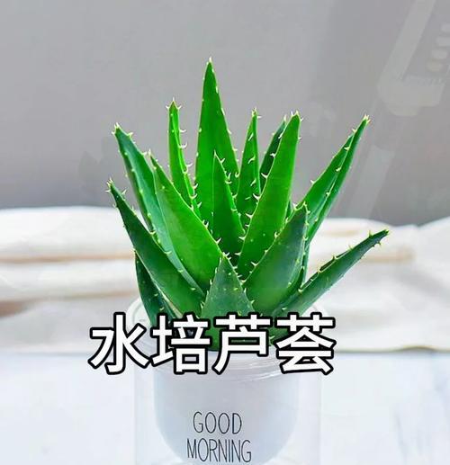 芦荟肥料使用指南（如何为芦荟选购合适肥料及正确使用？）