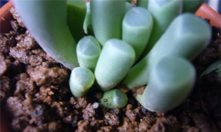 荷兰红花蔫了怎么办？（解决荷兰红花蔫萎问题的有效方法）